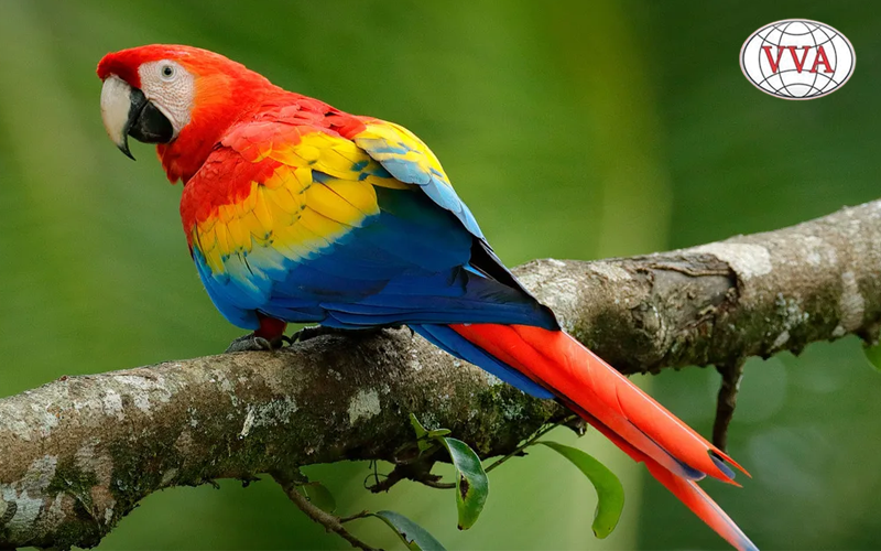 Hình 2: Vẹt Macaw 